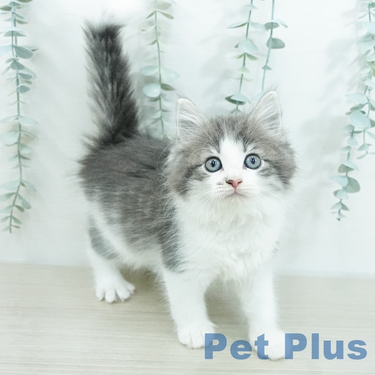 ノルウェージャンフォレストキャット
