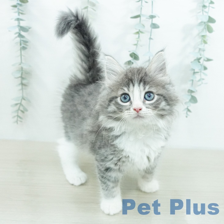 ノルウェージャンフォレストキャット