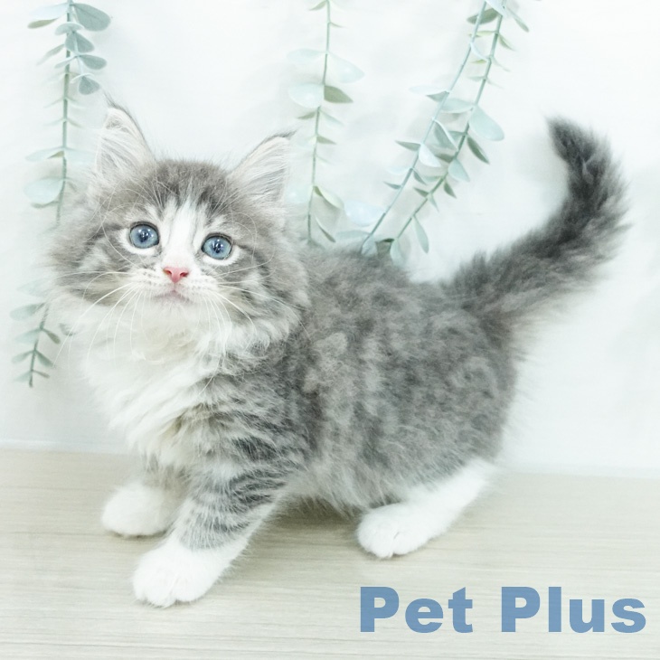 ノルウェージャンフォレストキャットの写真2