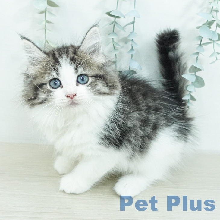 ノルウェージャンフォレストキャット