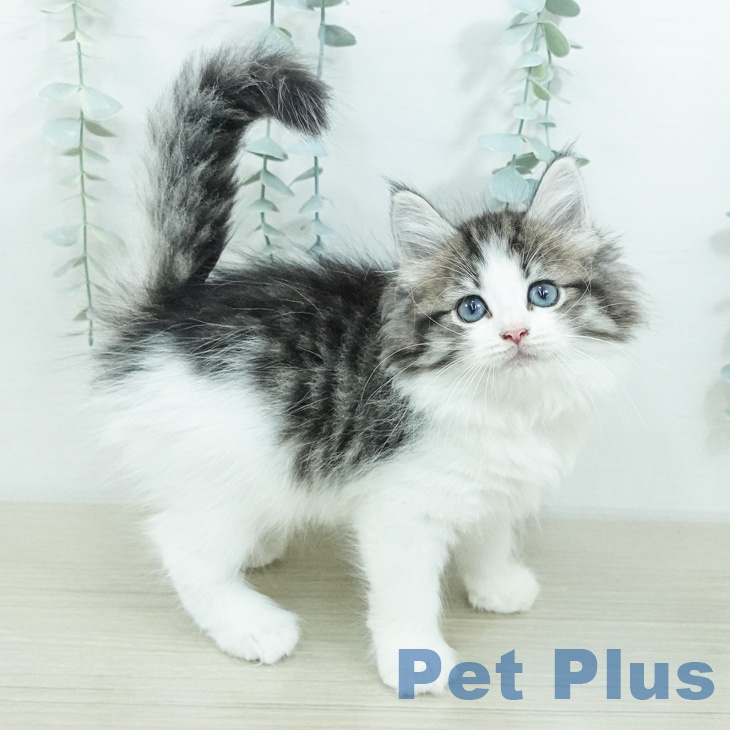 ノルウェージャンフォレストキャットの写真2