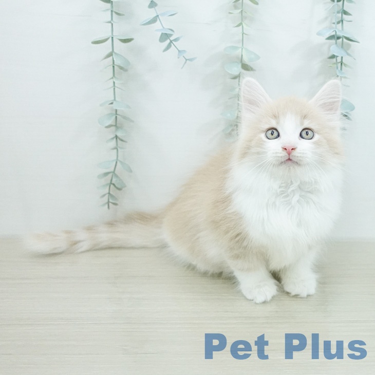 ノルウェージャンフォレストキャット