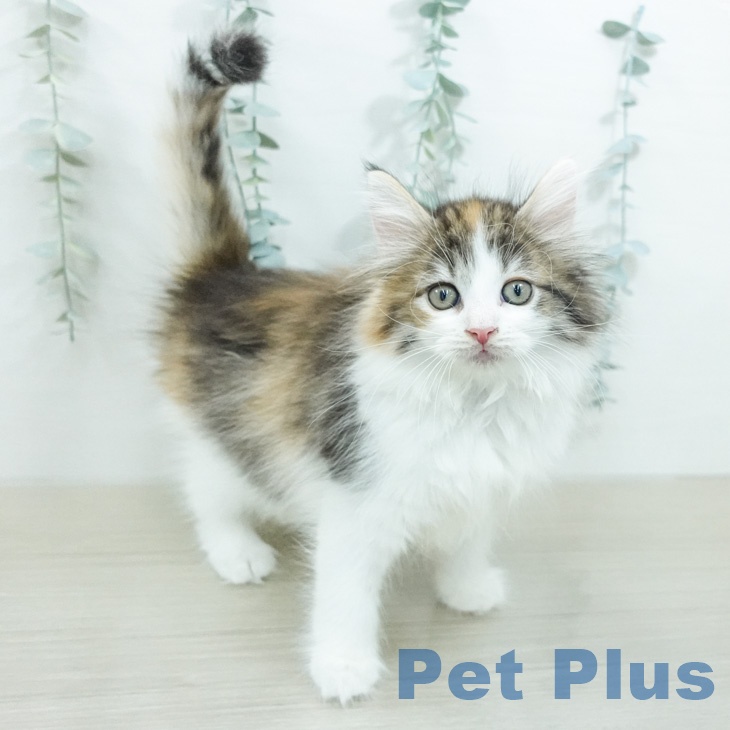 ノルウェージャンフォレストキャット