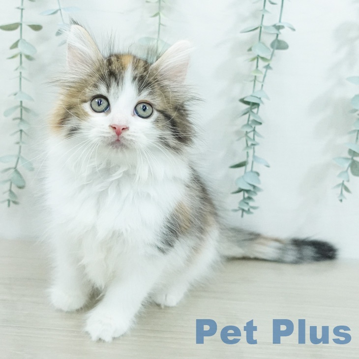 ノルウェージャンフォレストキャット