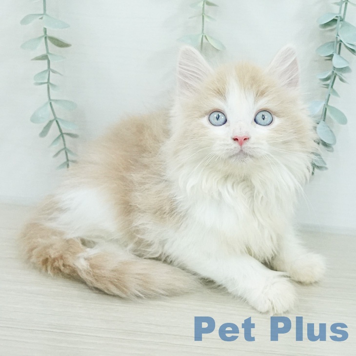 ノルウェージャンフォレストキャットの写真2