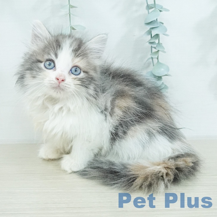 ノルウェージャンフォレストキャット