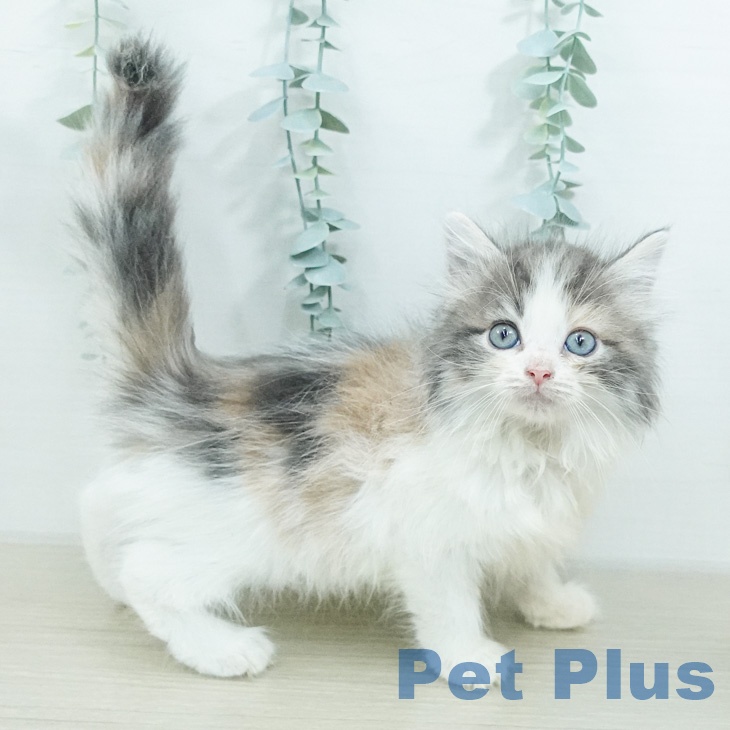 ノルウェージャンフォレストキャット