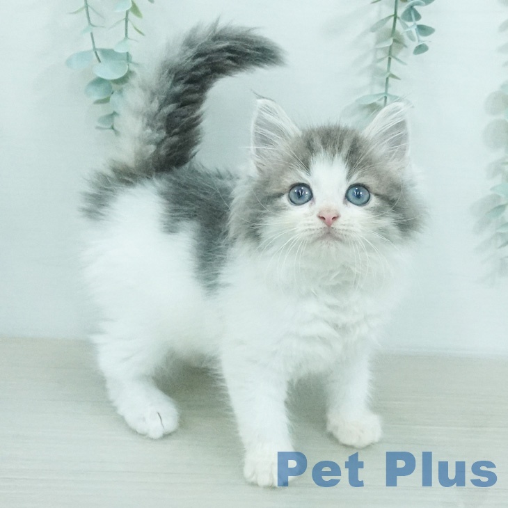 ノルウェージャンフォレストキャットの写真2