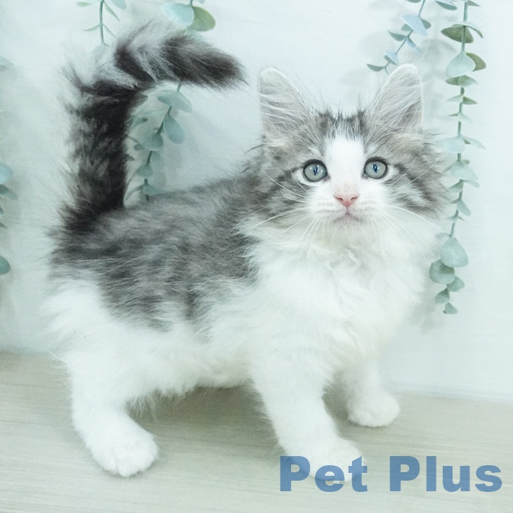 ノルウェージャンフォレストキャット