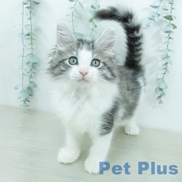 ノルウェージャンフォレストキャットの写真2