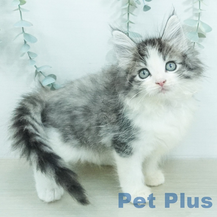 ノルウェージャンフォレストキャット