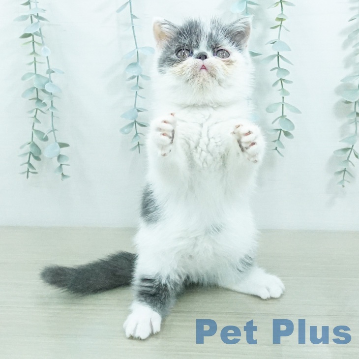 エキゾチックの写真2