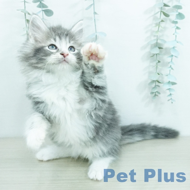 ノルウェージャンフォレストキャット