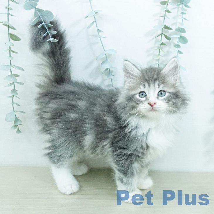 ノルウェージャンフォレストキャットの写真2