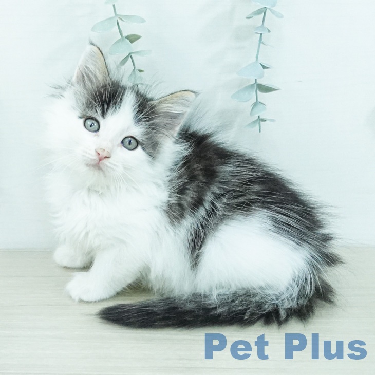 ノルウェージャンフォレストキャット