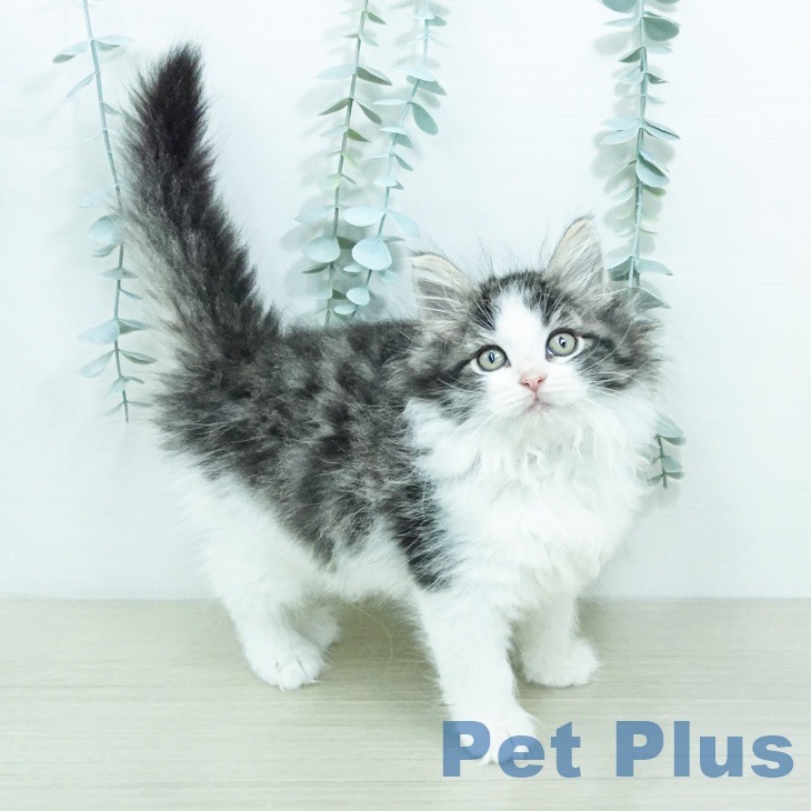 ノルウェージャンフォレストキャット