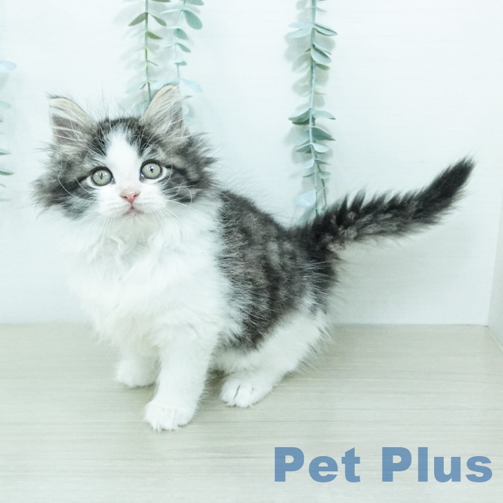 ノルウェージャンフォレストキャットの写真2