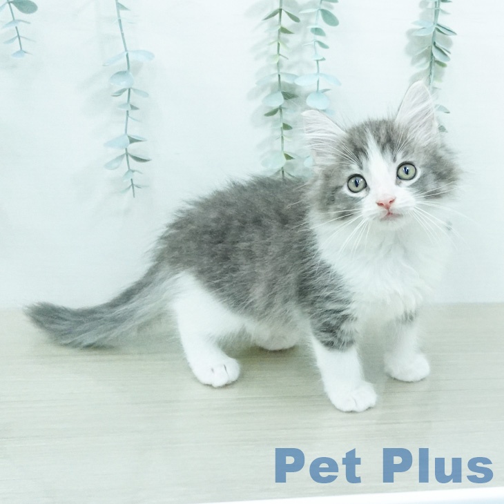 ノルウェージャンフォレストキャット