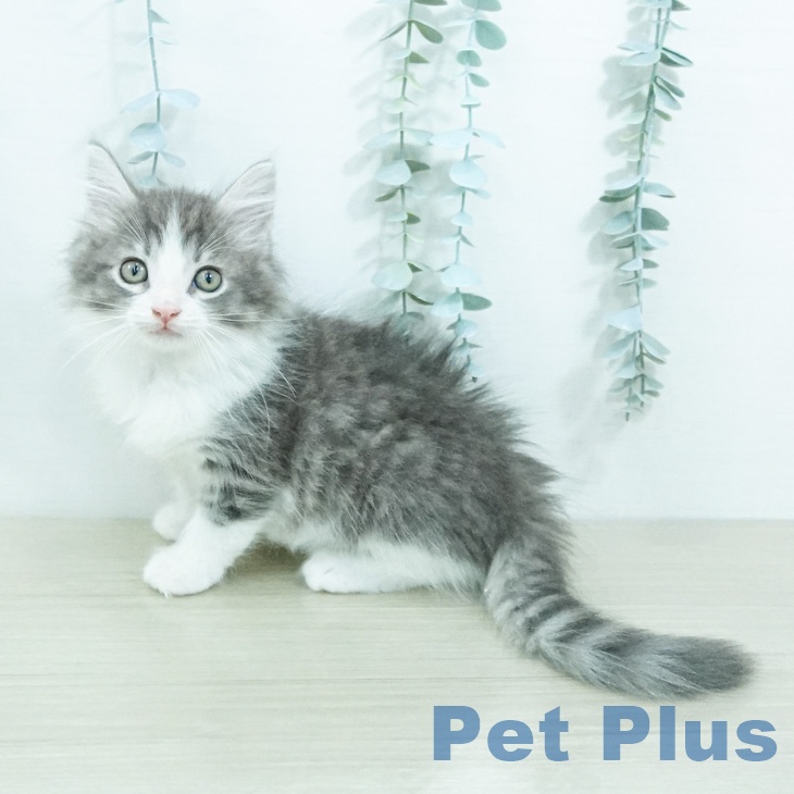 ノルウェージャンフォレストキャット
