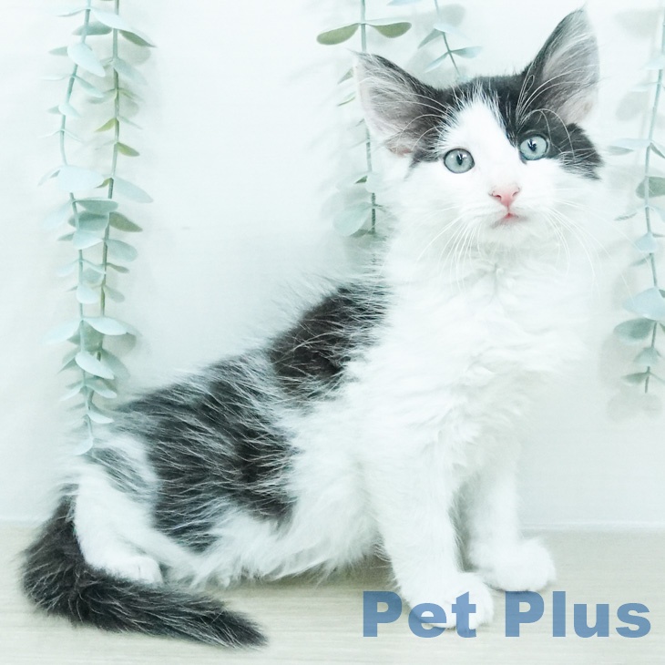 ノルウェージャンフォレストキャットの写真2