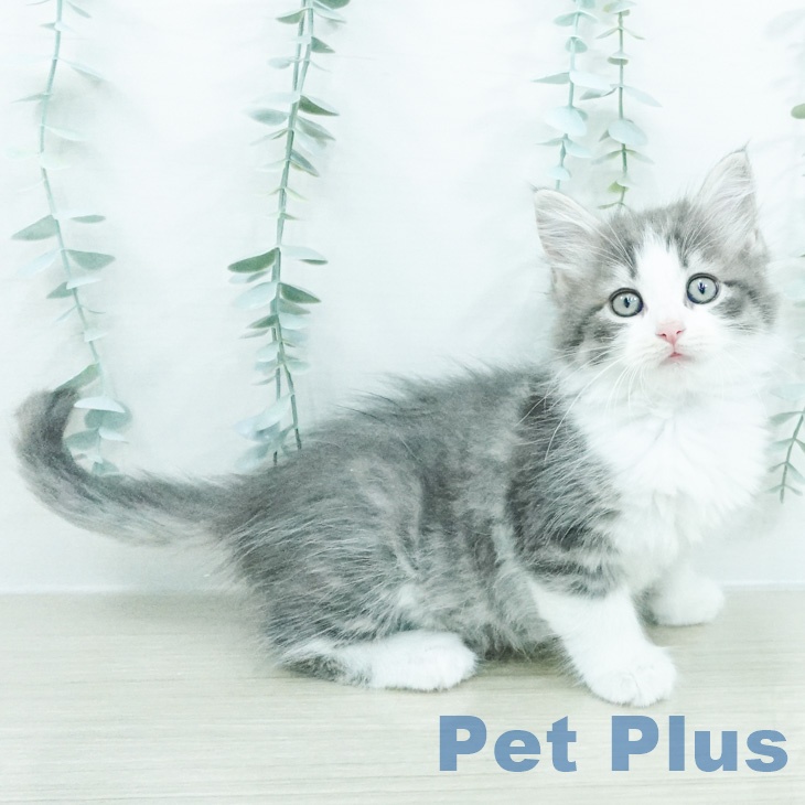 ノルウェージャンフォレストキャットの写真2