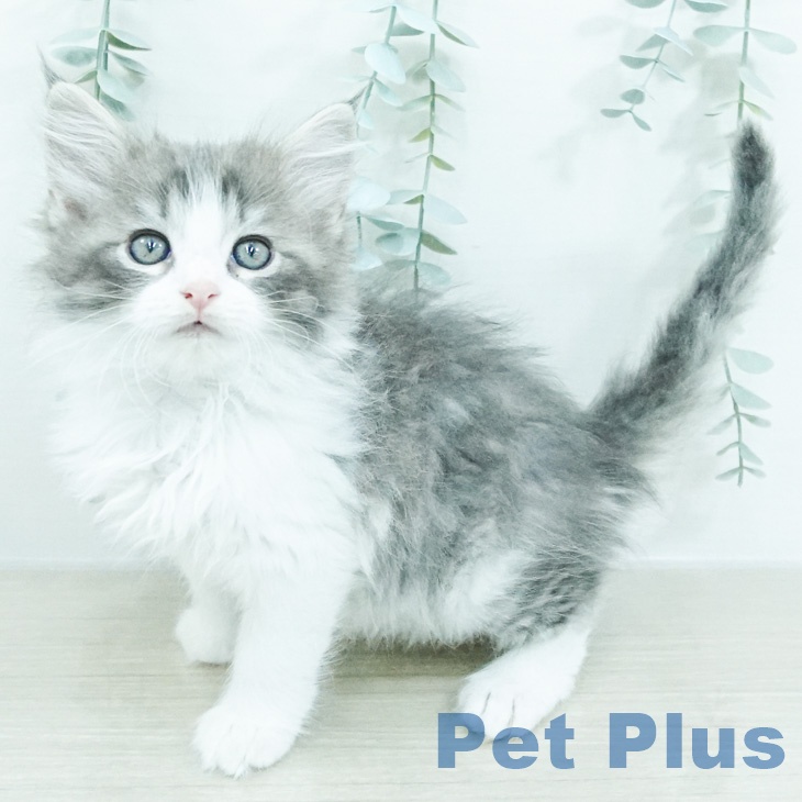 ノルウェージャンフォレストキャット
