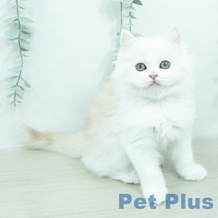 スコティッシュフォールドの写真2