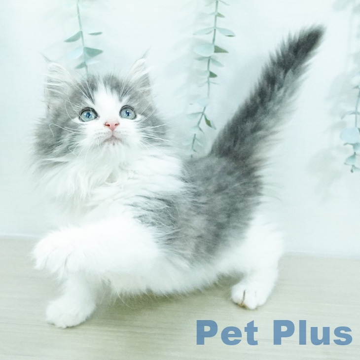 ノルウェージャンフォレストキャットの写真2
