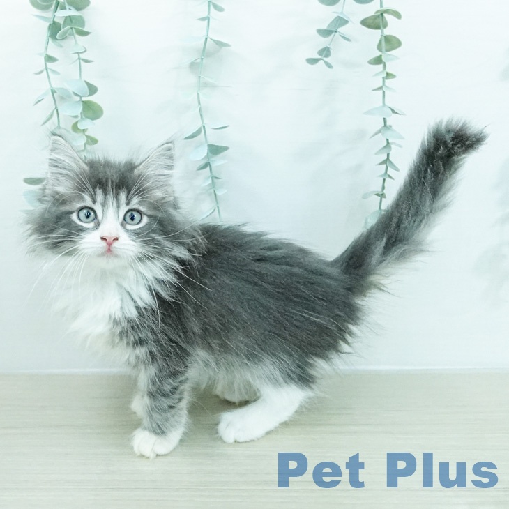 ノルウェージャンフォレストキャット