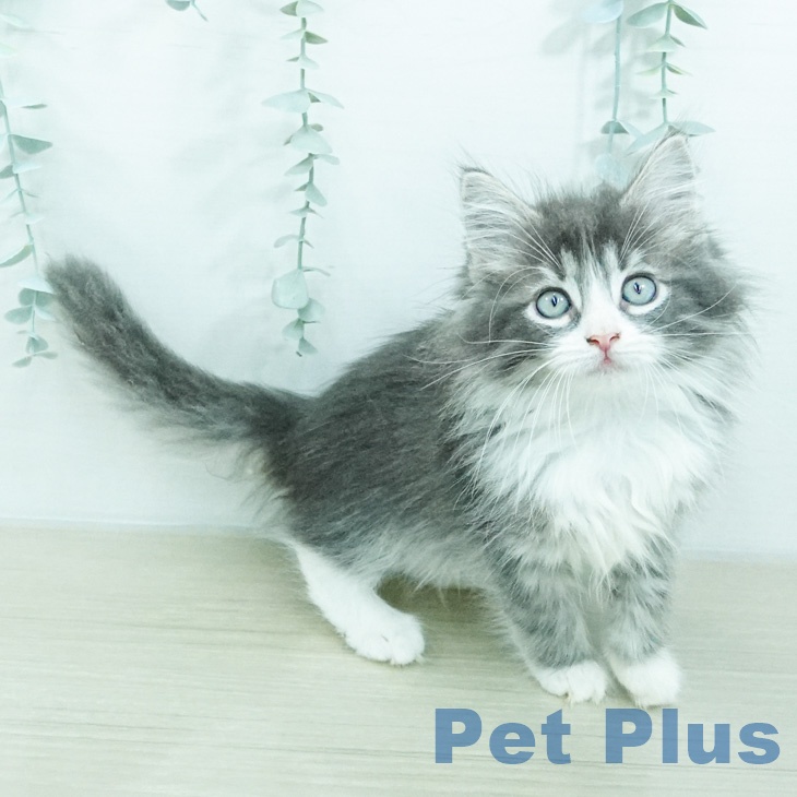ノルウェージャンフォレストキャットの写真2