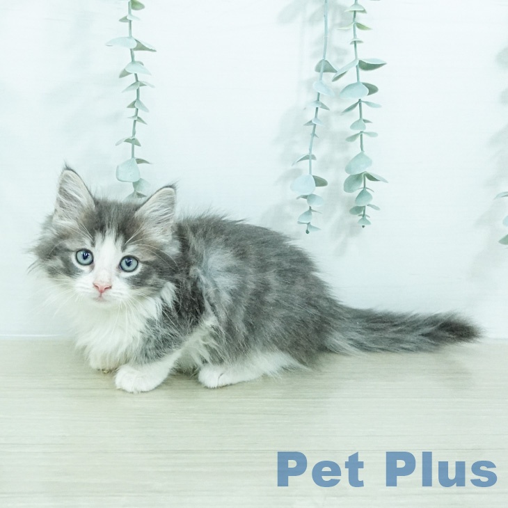 ノルウェージャンフォレストキャットの写真2
