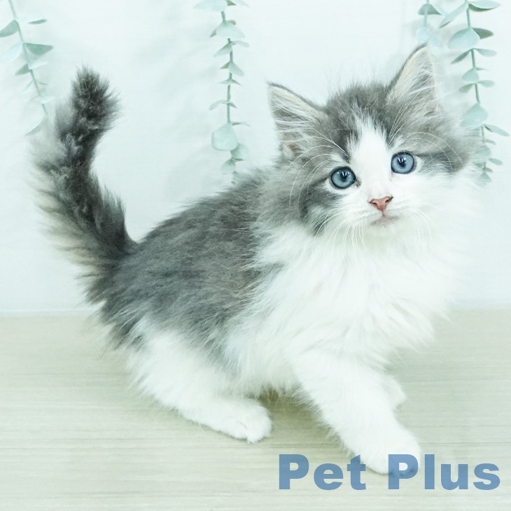 ノルウェージャンフォレストキャットの写真2