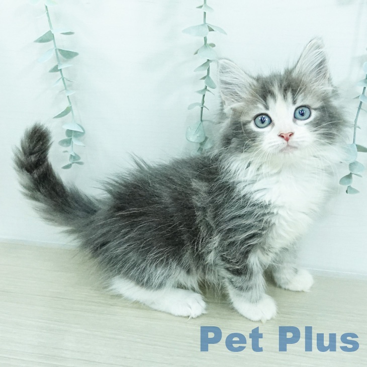 ノルウェージャンフォレストキャット