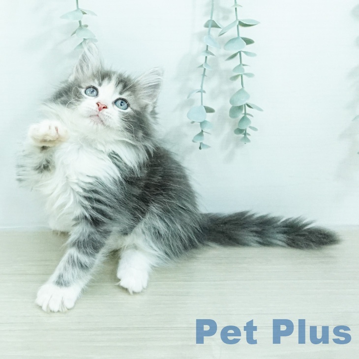 ノルウェージャンフォレストキャット