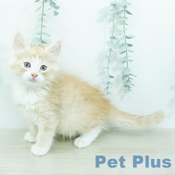 ノルウェージャンフォレストキャット