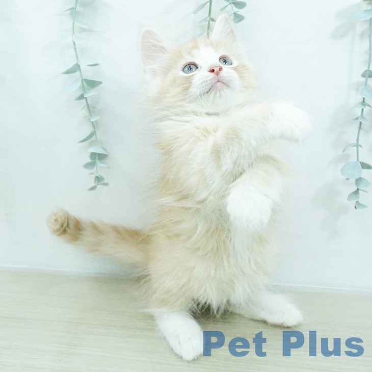 ノルウェージャンフォレストキャットの写真2