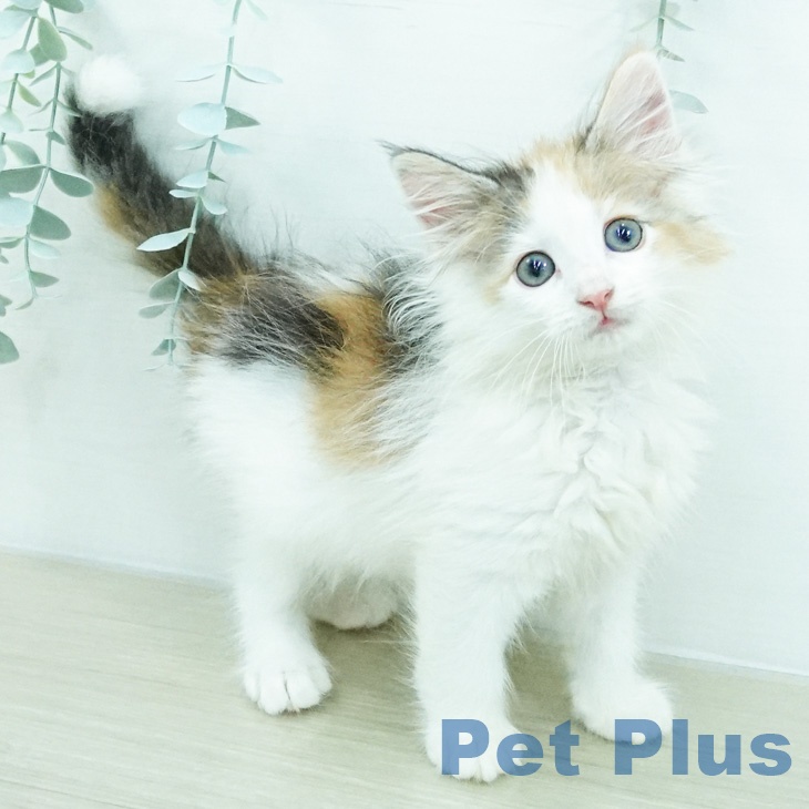 ノルウェージャンフォレストキャット