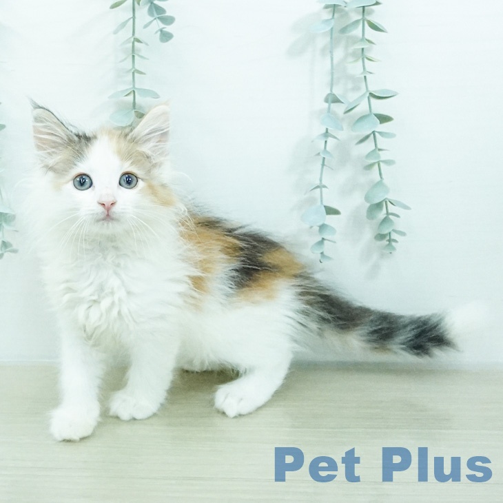 ノルウェージャンフォレストキャットの写真2