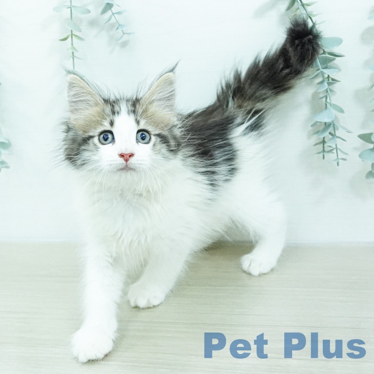 ノルウェージャンフォレストキャット