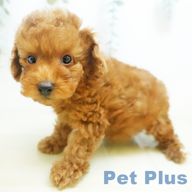 トイ・プードル