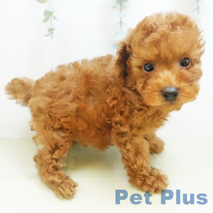 トイ・プードルの写真2