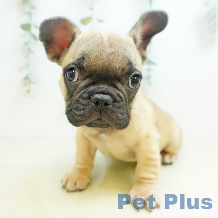 フレンチ・ブルドッグ