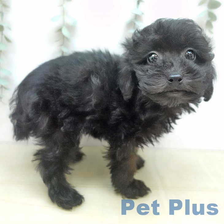 トイ・プードルの写真2