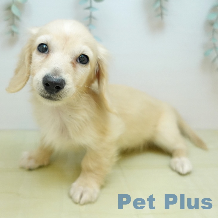 カニーンヘン・ダックスフンド