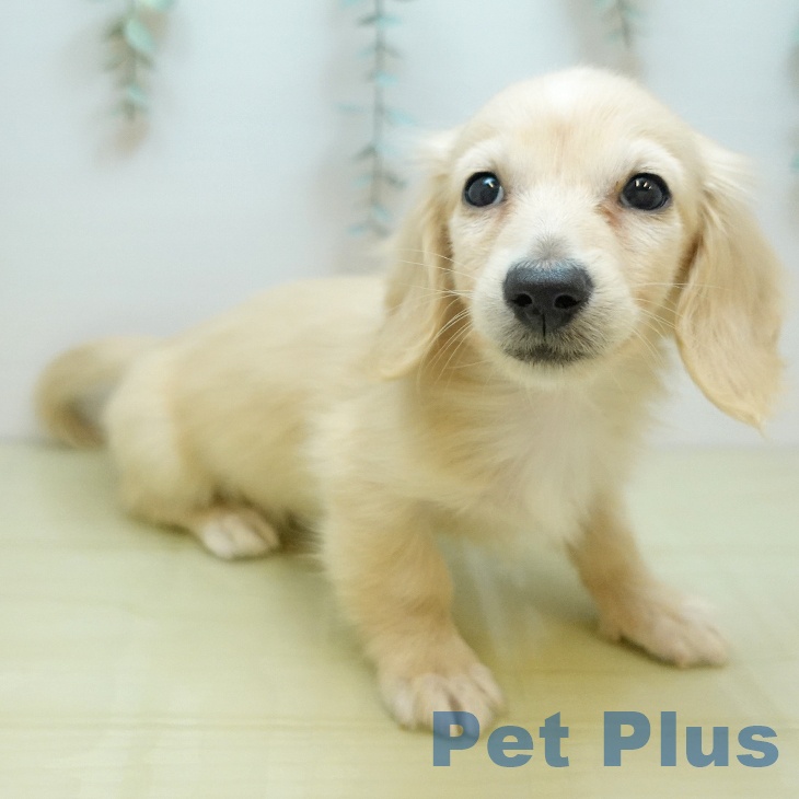 カニーンヘン・ダックスフンドの写真2