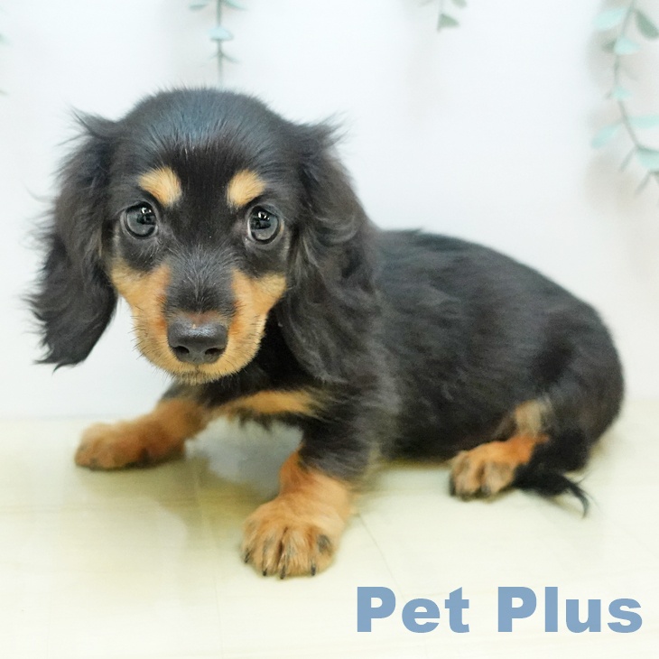 ミニチュア・ダックスフンド