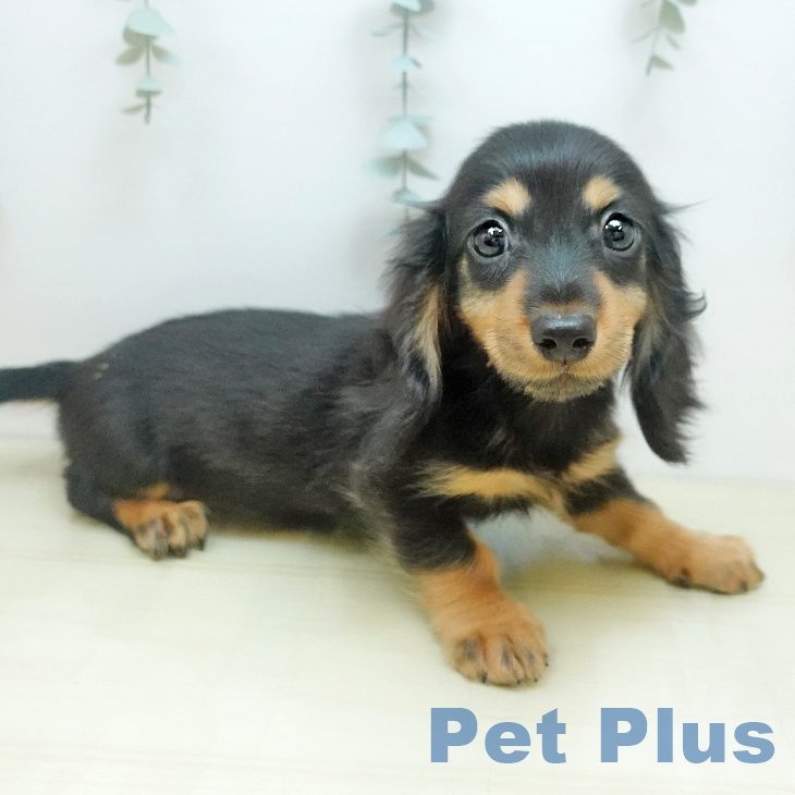 ミニチュア・ダックスフンドの写真2