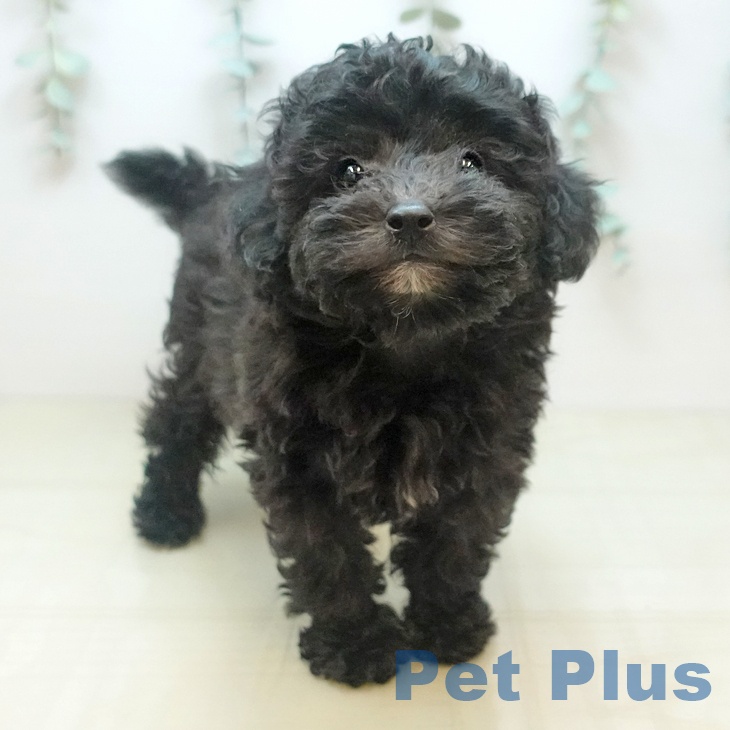 トイ・プードル