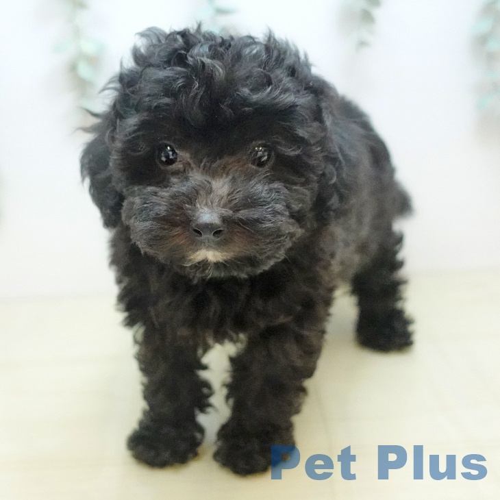 トイ・プードルの写真2