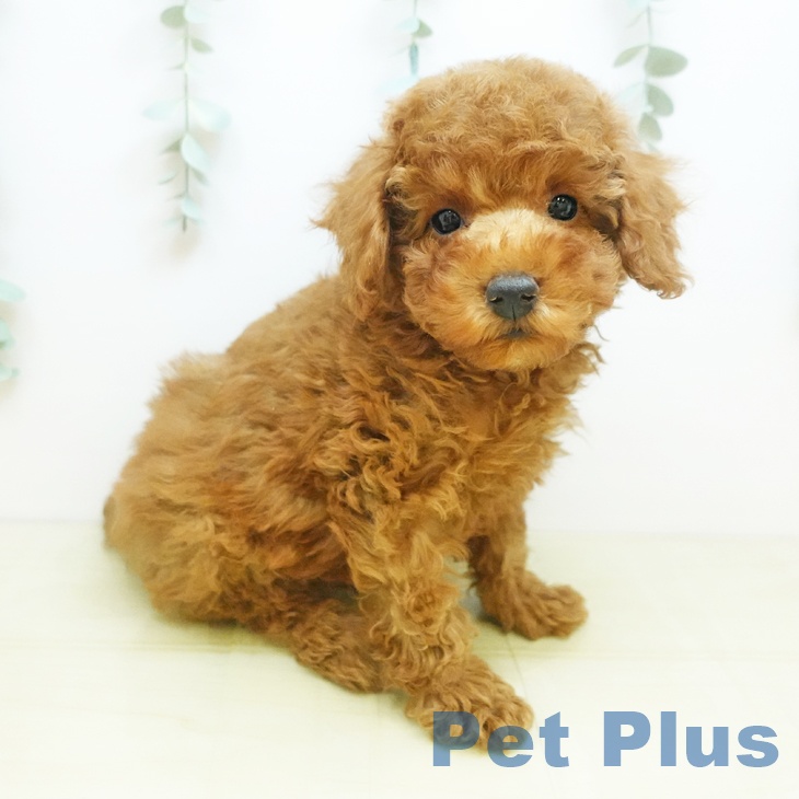 トイ・プードル